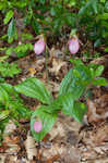 Pink lady's slipper <BR>Moccasin flower